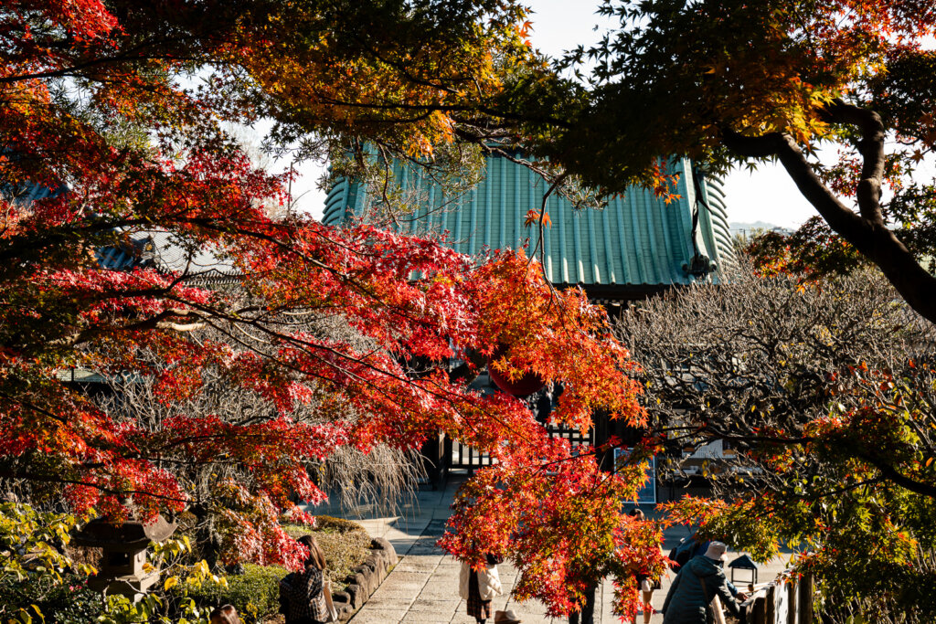 Path leading upward through Hasedera Temple grounds, framed by autumn maple leaves with temple buildings visible ahead.