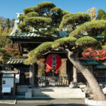 Entrance gate of Hasedera Temple in Kamakura framed by a sculpted pine tree, with autumn foliage and a red lantern hanging beneath the tiled roof.