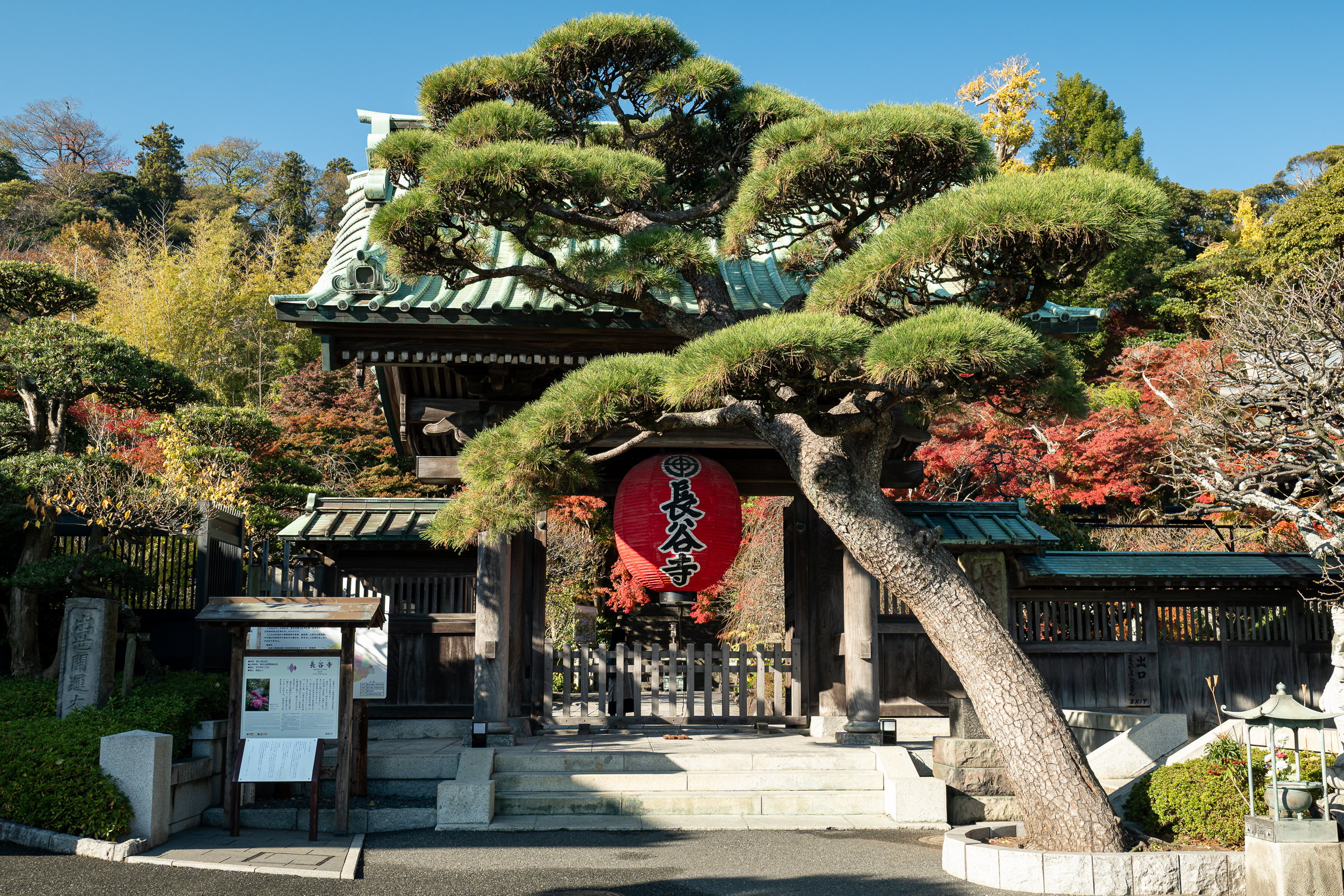 Entrance gate of Hasedera Temple in Kamakura framed by a sculpted pine tree, with autumn foliage and a red lantern hanging beneath the tiled roof.