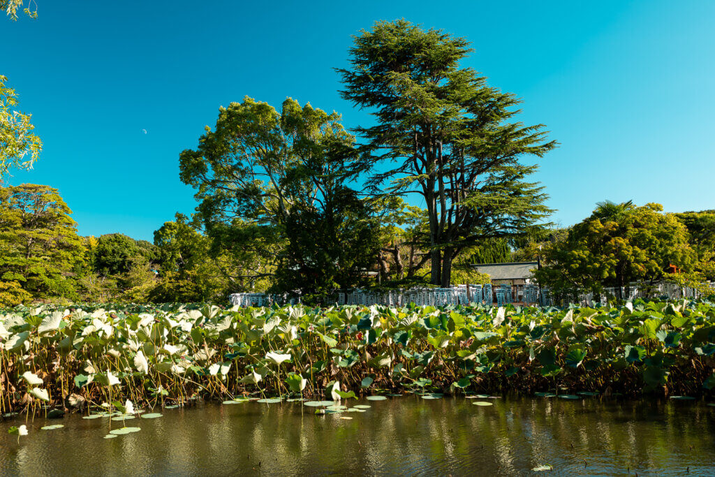 Genji Pond at Tsurugaoka Hachimangū with willow trees and reflection views.