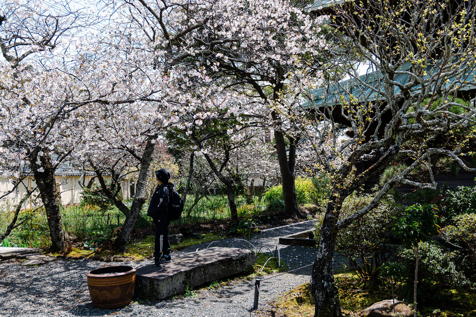 Cherry blossoms lining paths inside Eisho-ji Temple