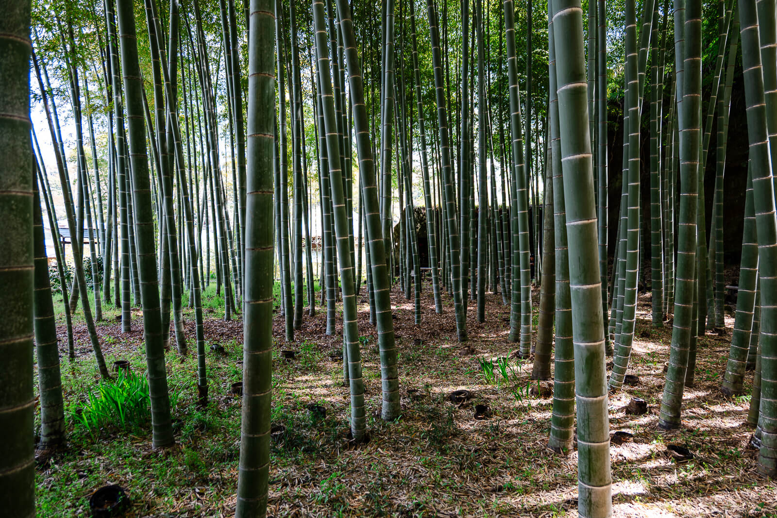 Bamboo grove within temple grounds in Kamakura