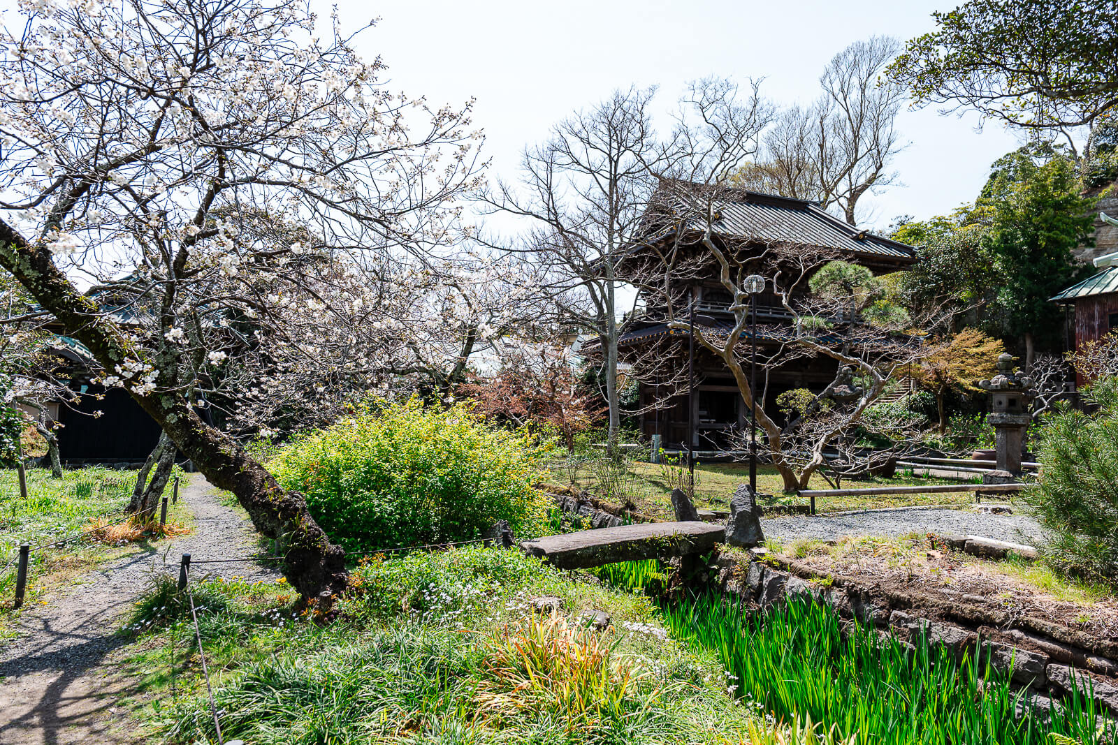 Cherry blossoms around Eisho-ji Temple main hall
