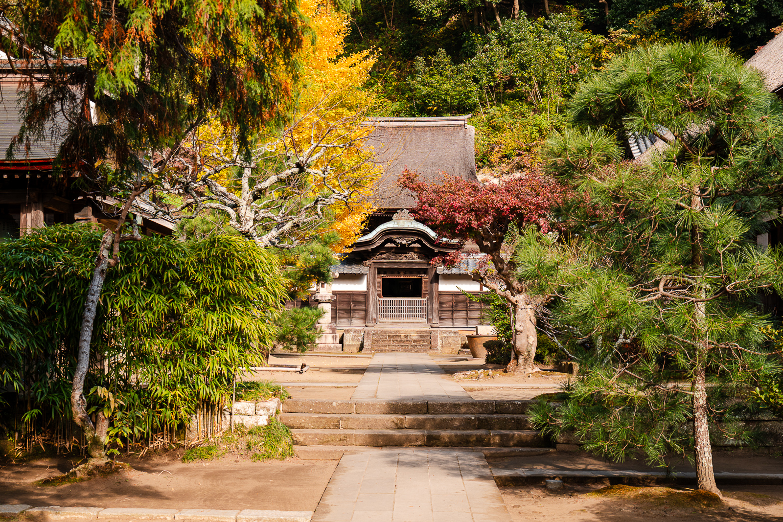 Gingko tree and autumn maples at Engaku-ji Temple in Kamakura