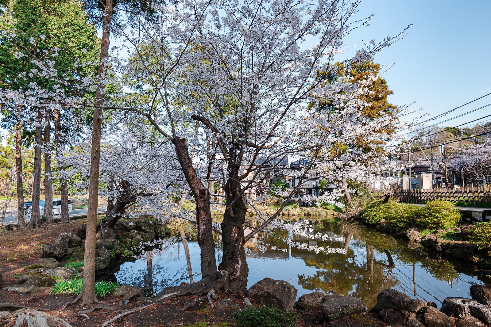 Cherry blossoms near the entrance path at Engaku-ji Temple, Kita-Kamakura