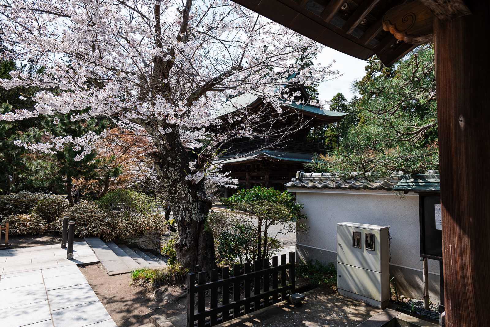 Cherry blossoms framing temple buildings at Engaku-ji Temple