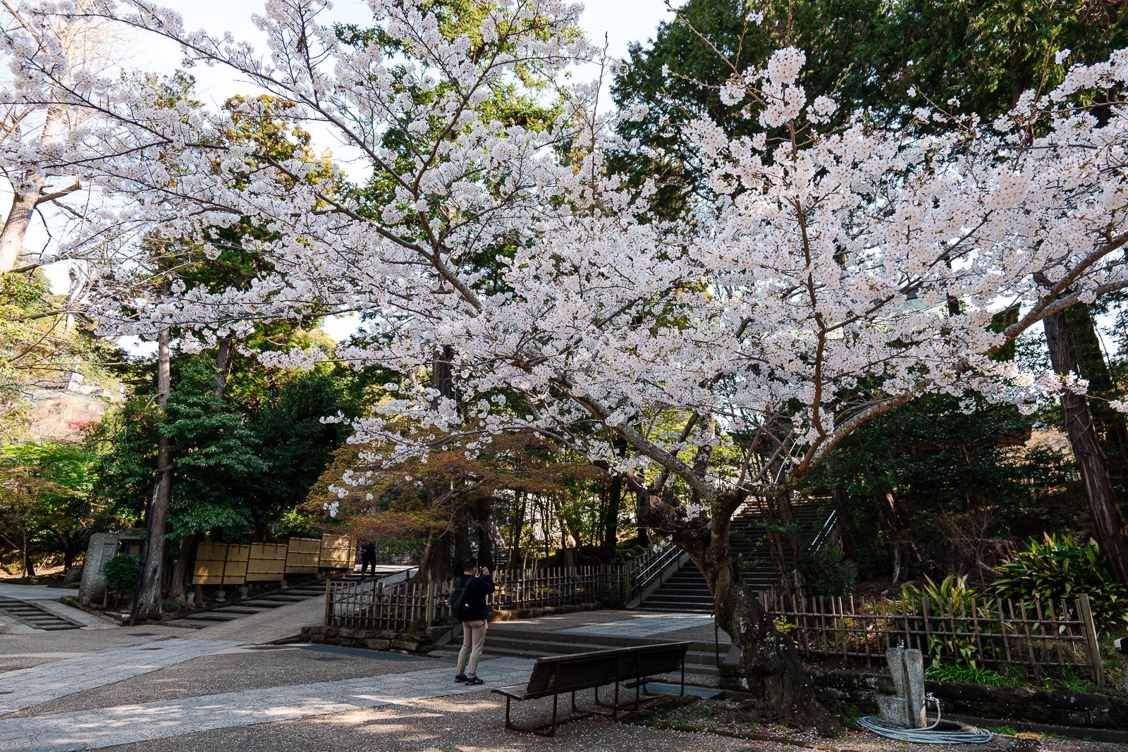 Entrance path with cherry blossoms at Engaku-ji Temple, Kita-Kamakura
