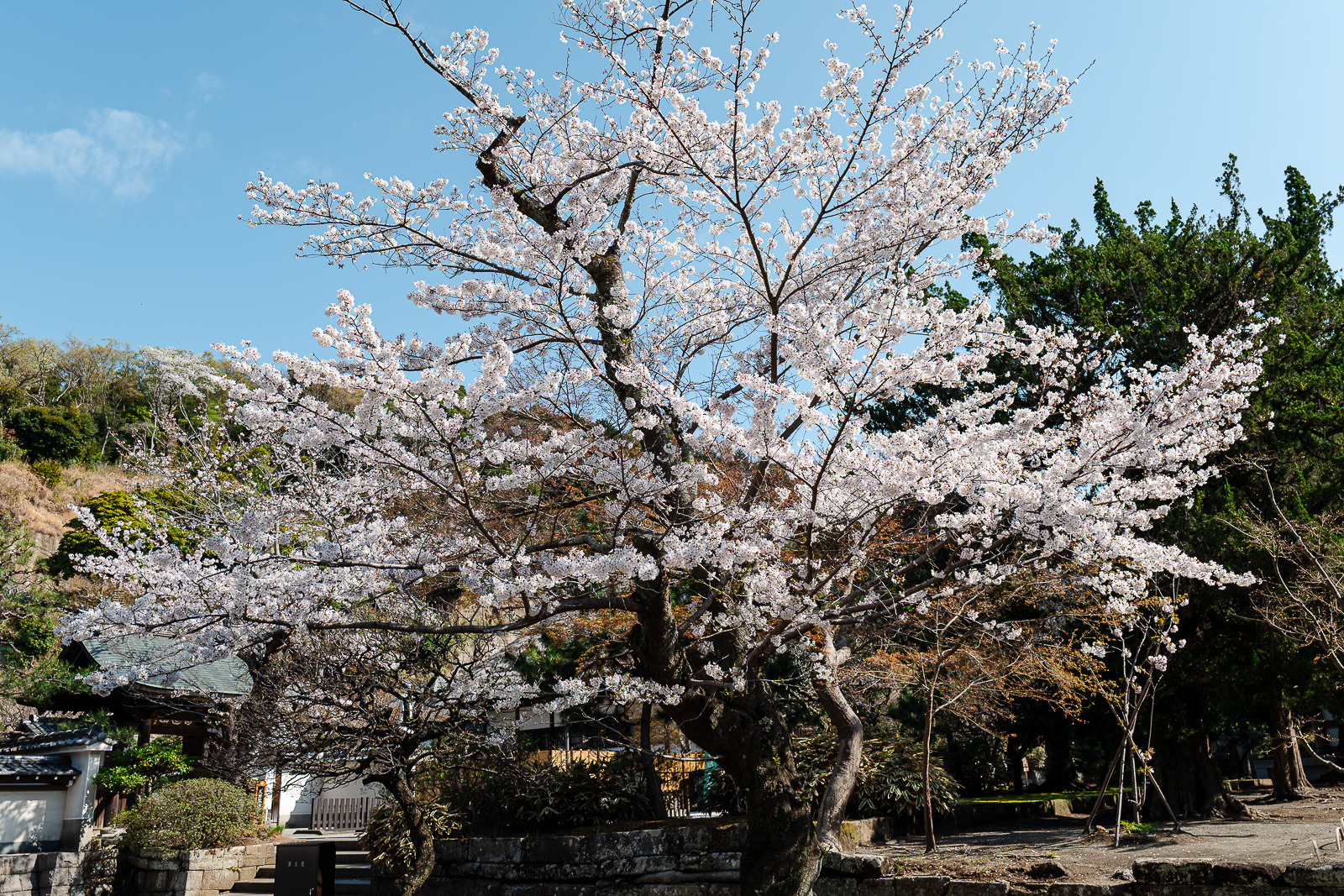 Cherry blossoms near temple grounds at Engaku-ji Temple