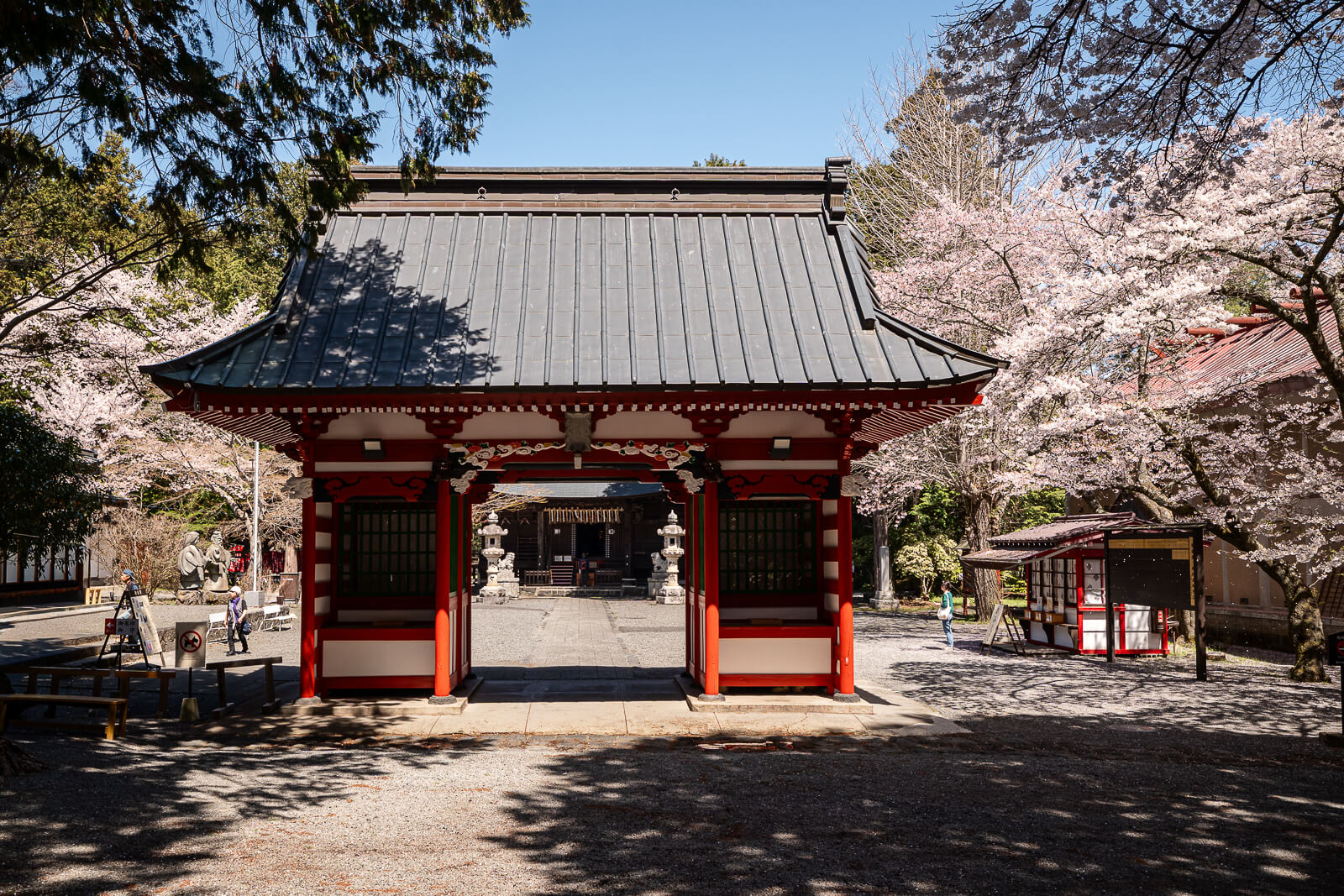 Red gate surrounded by cherry blossoms at Fuji Omuro Sengen Shrine