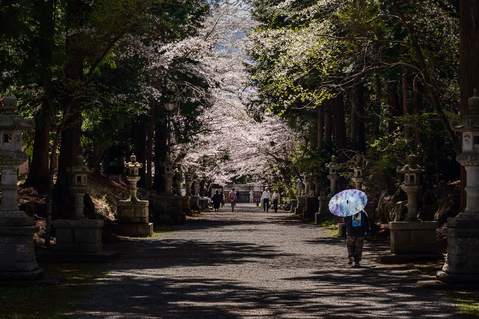 Cherry blossoms above a wooded stone-lantern approach at Fuji Omuro Sengen Shrine