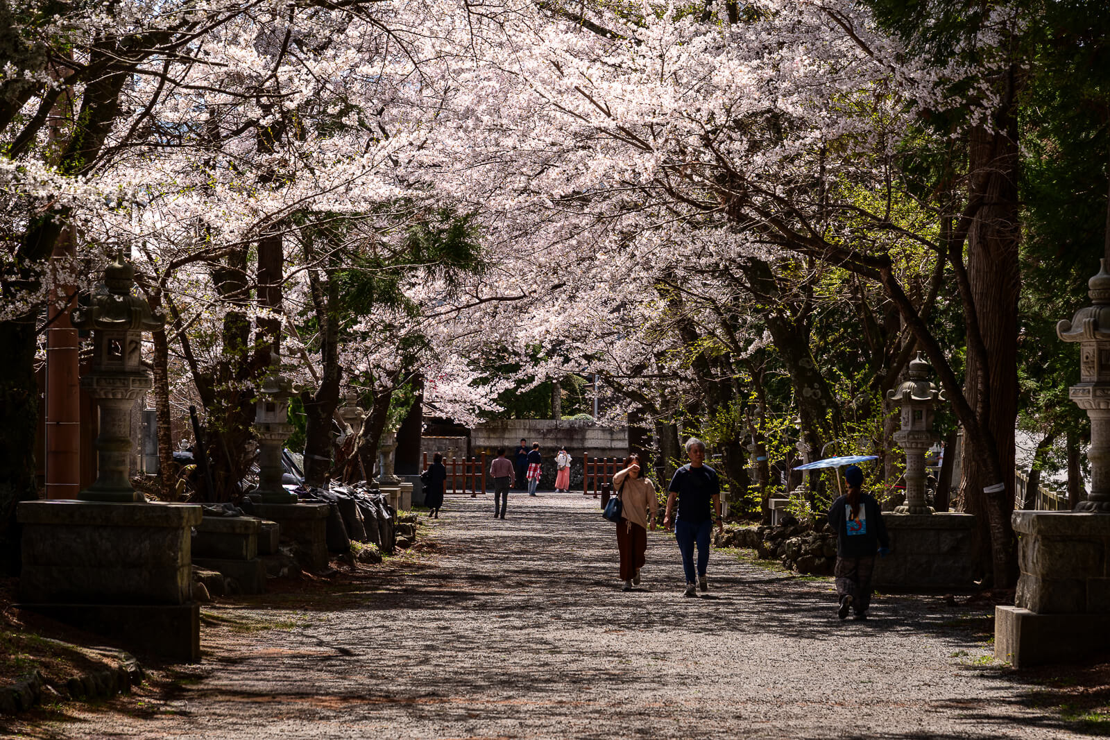 Cherry blossom canopy over the lantern-lined approach at Fuji Omuro Sengen Shrine