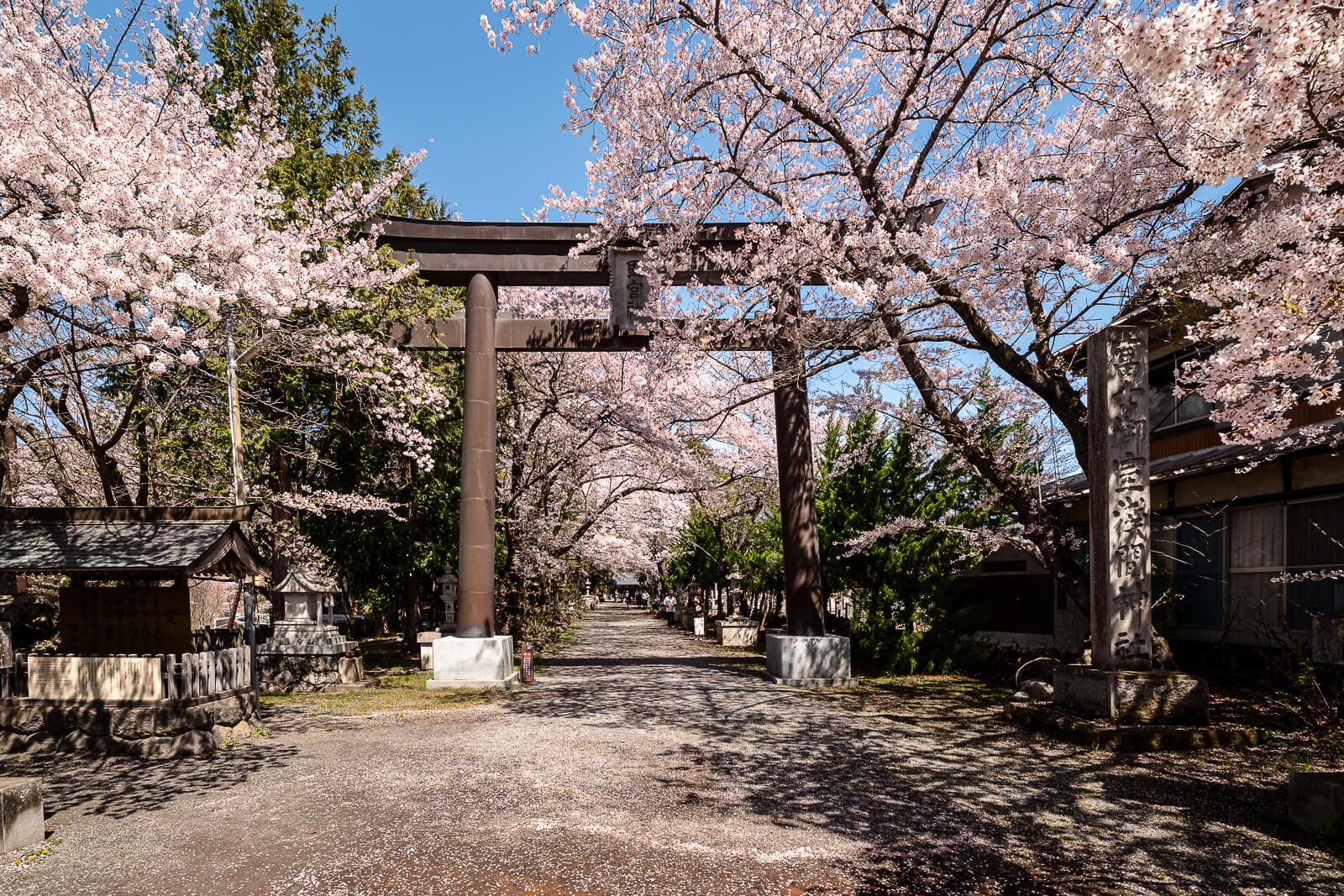 Main torii framing cherry blossoms along the approach at Fuji Omuro Sengen Shrine