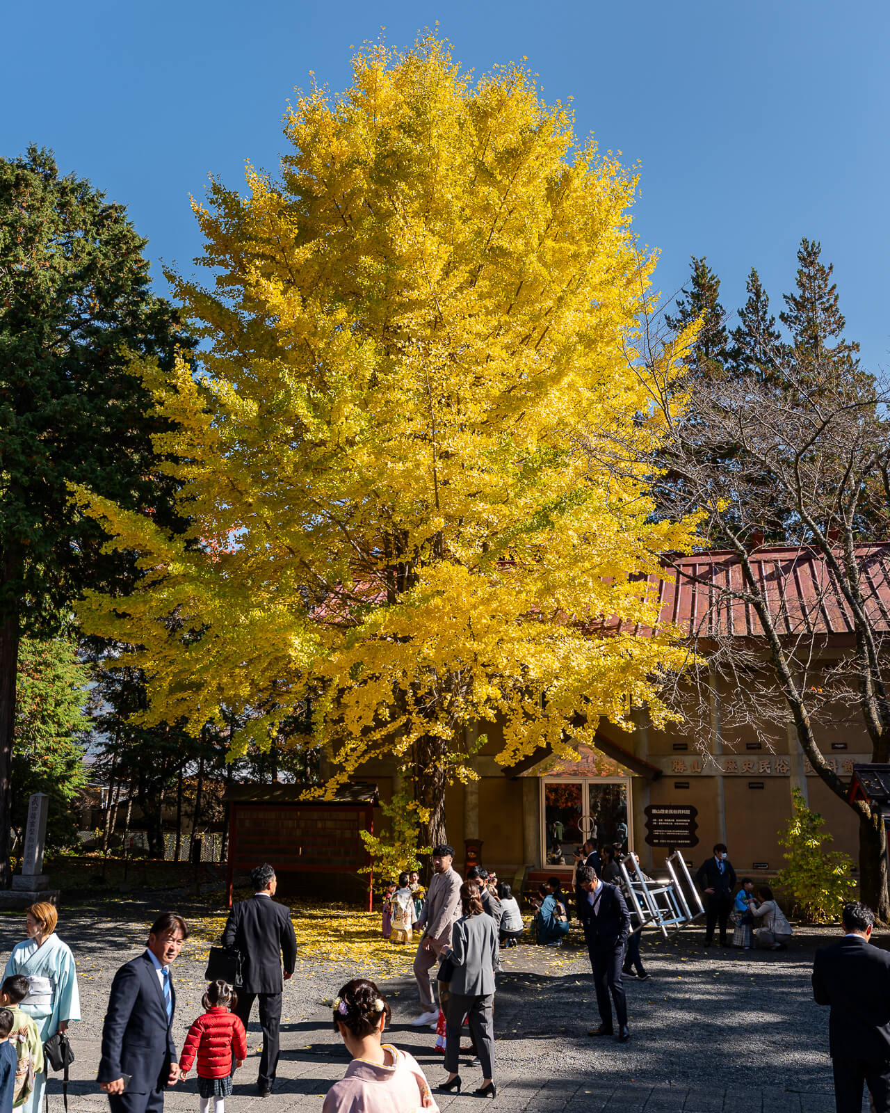 Tall golden ginkgo with visitors below at Fuji Omuro Sengen Shrine