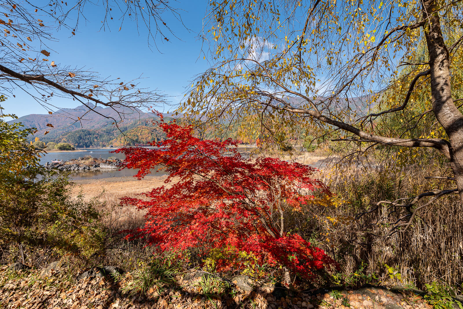 Red maple in the small opening outside the shrine at Fuji Omuro Sengen Shrine