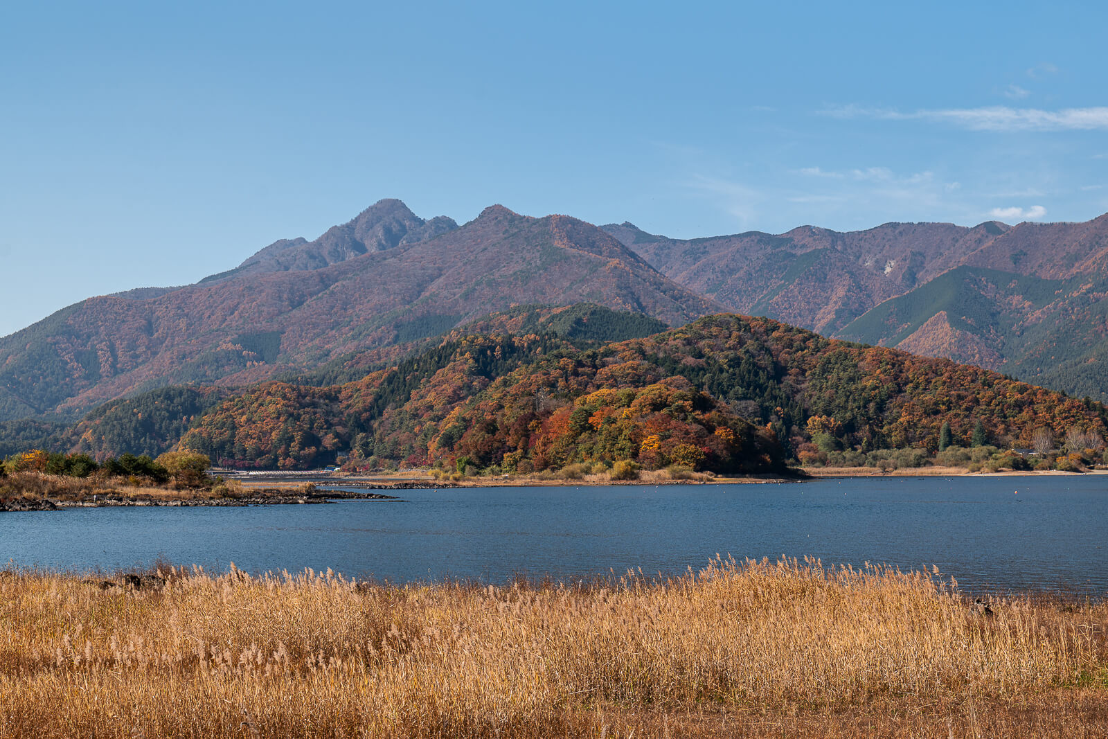 Reeds, water and a wooded landform beyond at Yagizaki Park