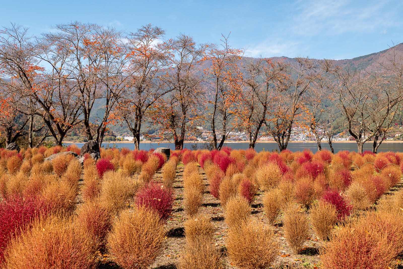 Round autumn plantings beside a path at Yagizaki Park