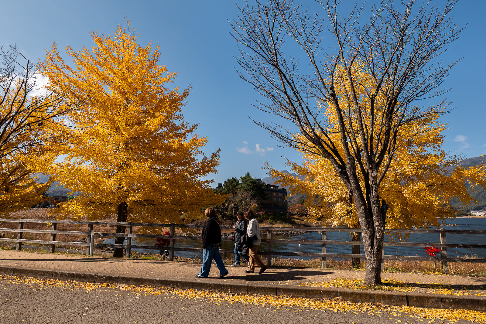Golden trees beside a roadside footpath at Yagizaki Park