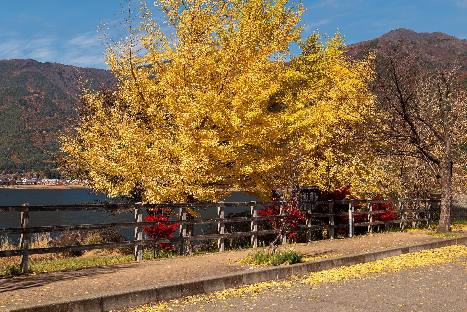 Golden ginkgo beside a lakeside footpath and wooden fence at Yagizaki Park