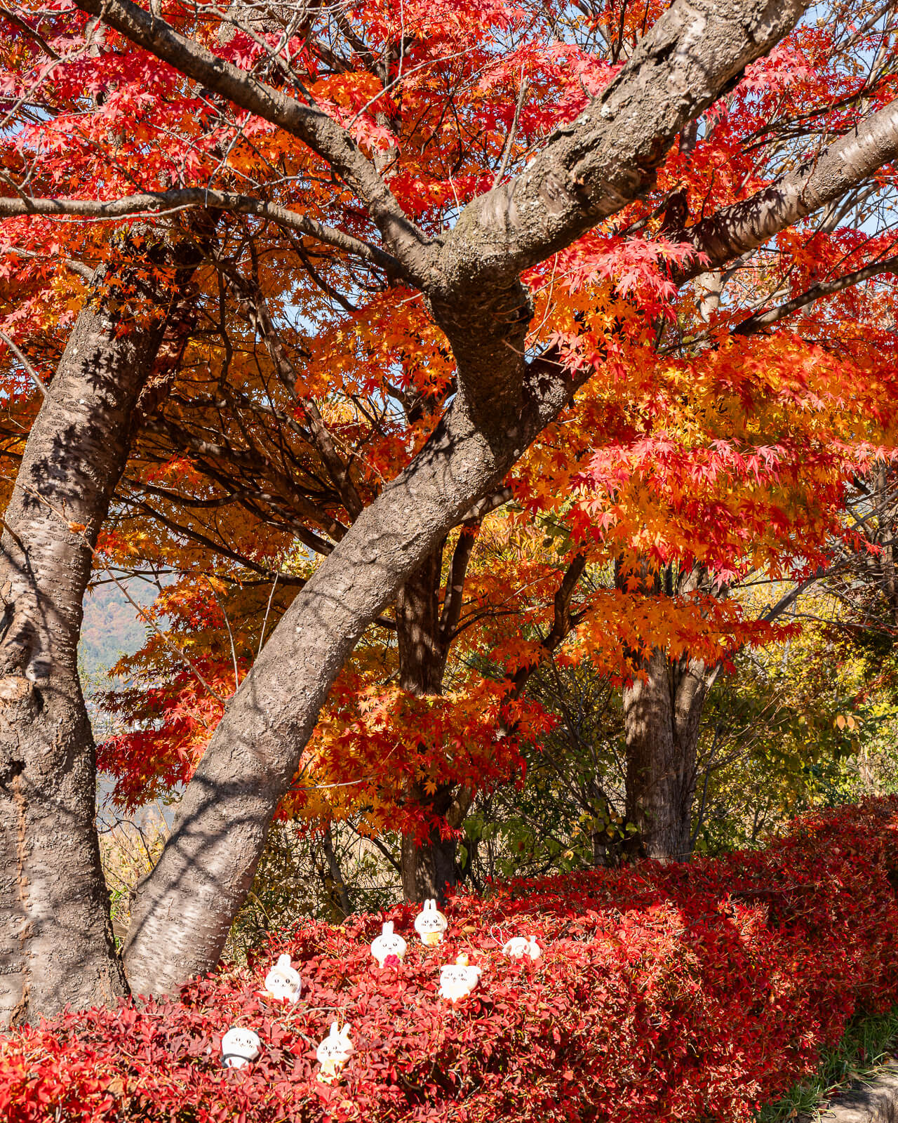 Red maple branches and small white figures below at Yagizaki Park