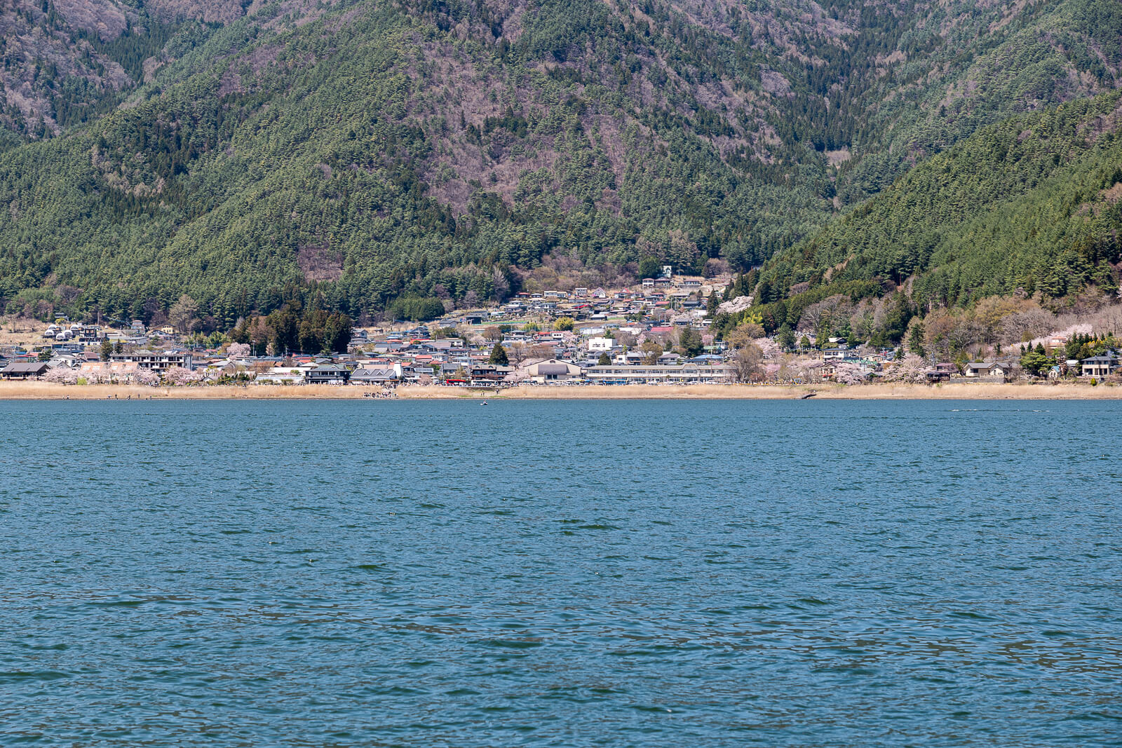 Distant cherry blossom line across the lake at Yagizaki Park