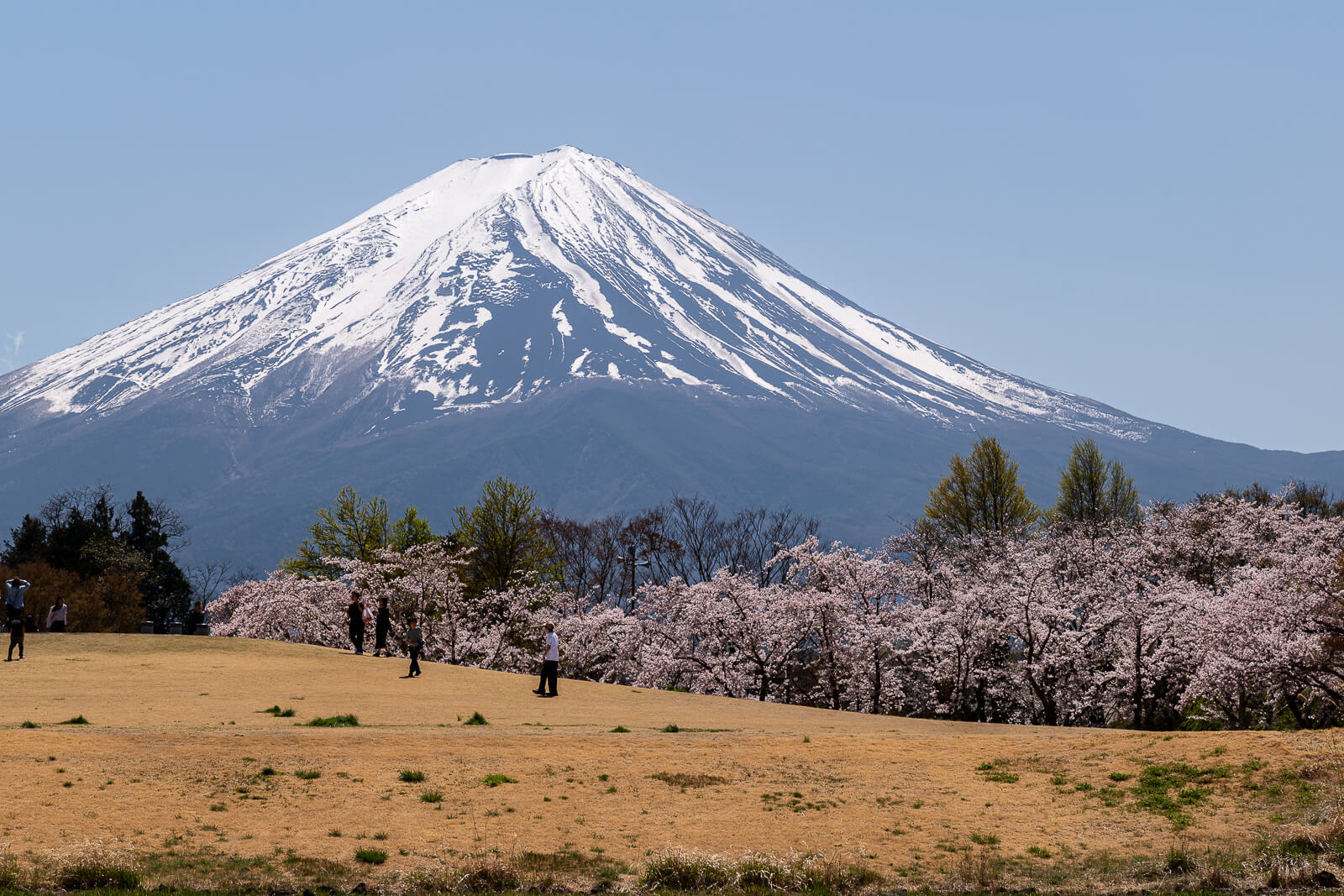Snowy Fuji beyond the lawn and cherry blossoms at Yagizaki Park