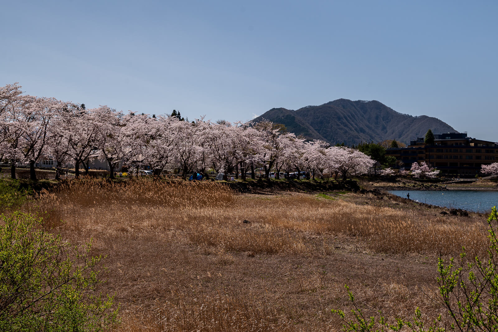 Line of cherry trees along the spring shoreline at Yagizaki Park