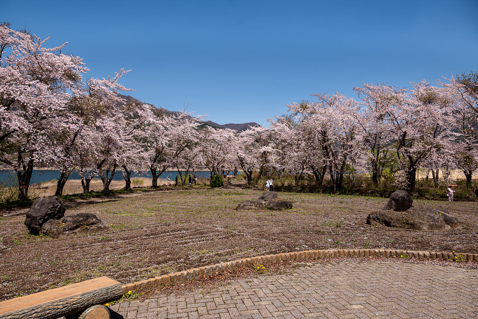 Cherry blossom grove beside the lake and open lawn at Yagizaki Park