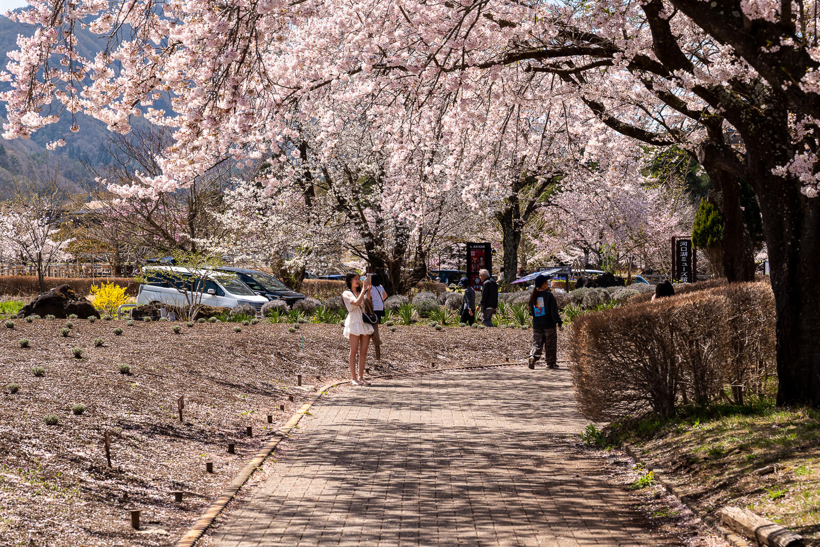 Cherry blossom path with visitors at Yagizaki Park