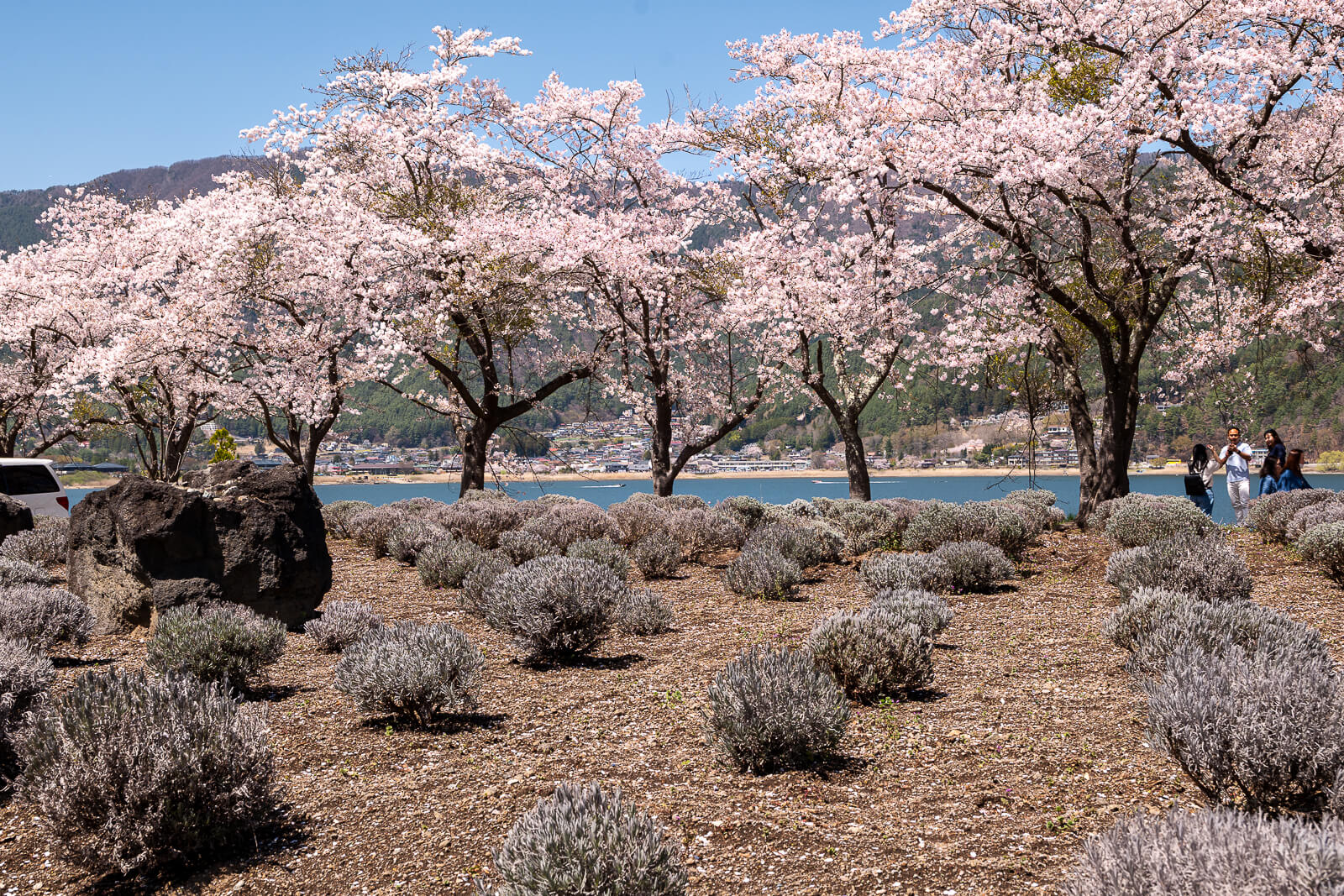 Cherry trees above dormant planting beds by the lake at Yagizaki Park