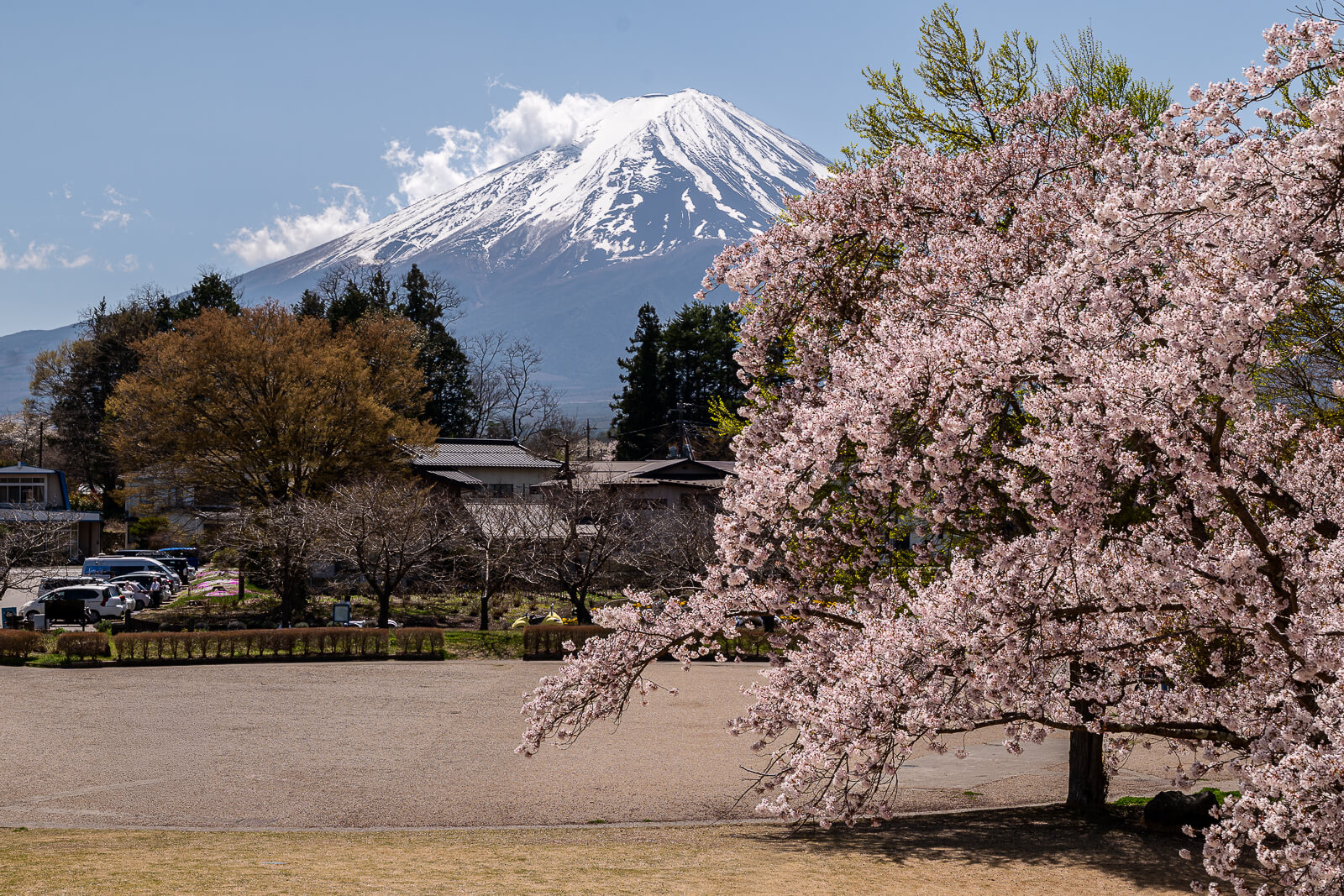 Snow-covered Mount Fuji behind a large cherry blossom tree at Yagizaki Park