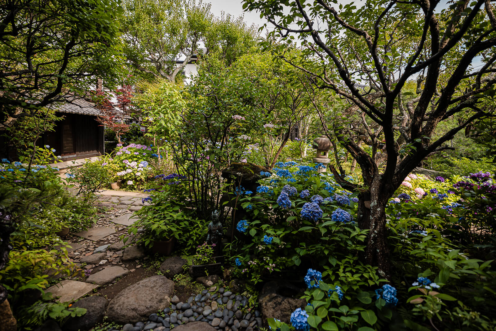 Hydrangeas blooming throughout the gardens of the Kitakamakura Old Folk House Museum