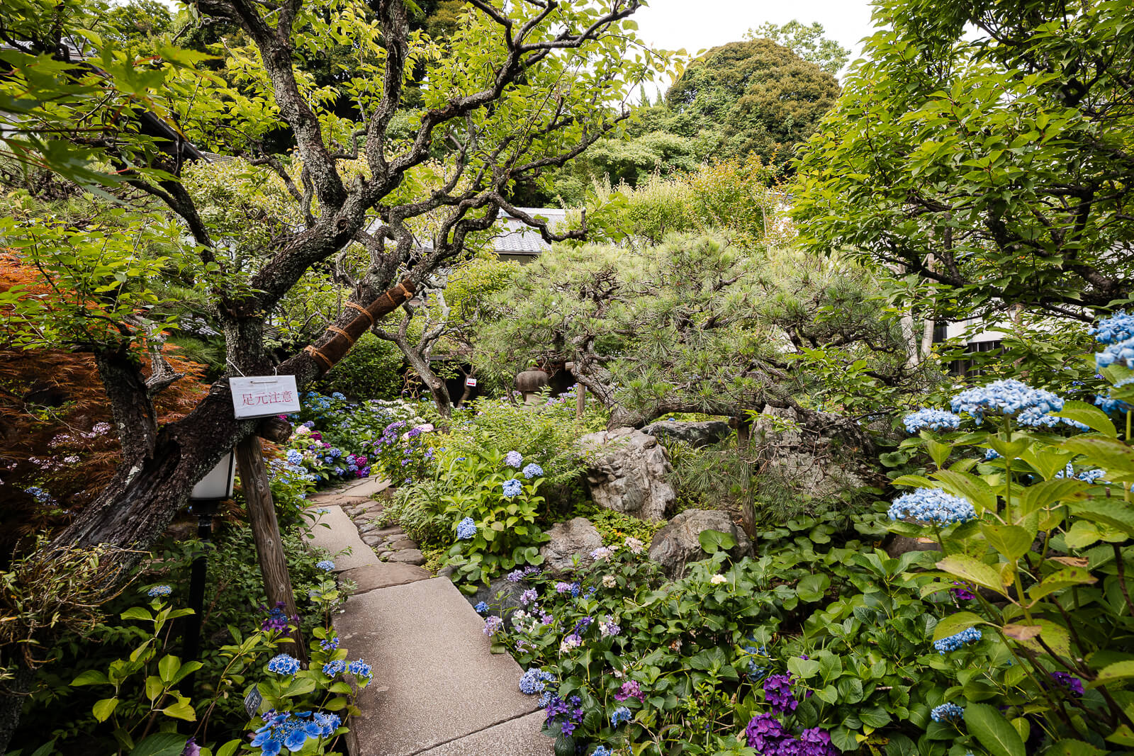 Garden path lined with seasonal hydrangeas at the Kitakamakura Old Folk House Museum