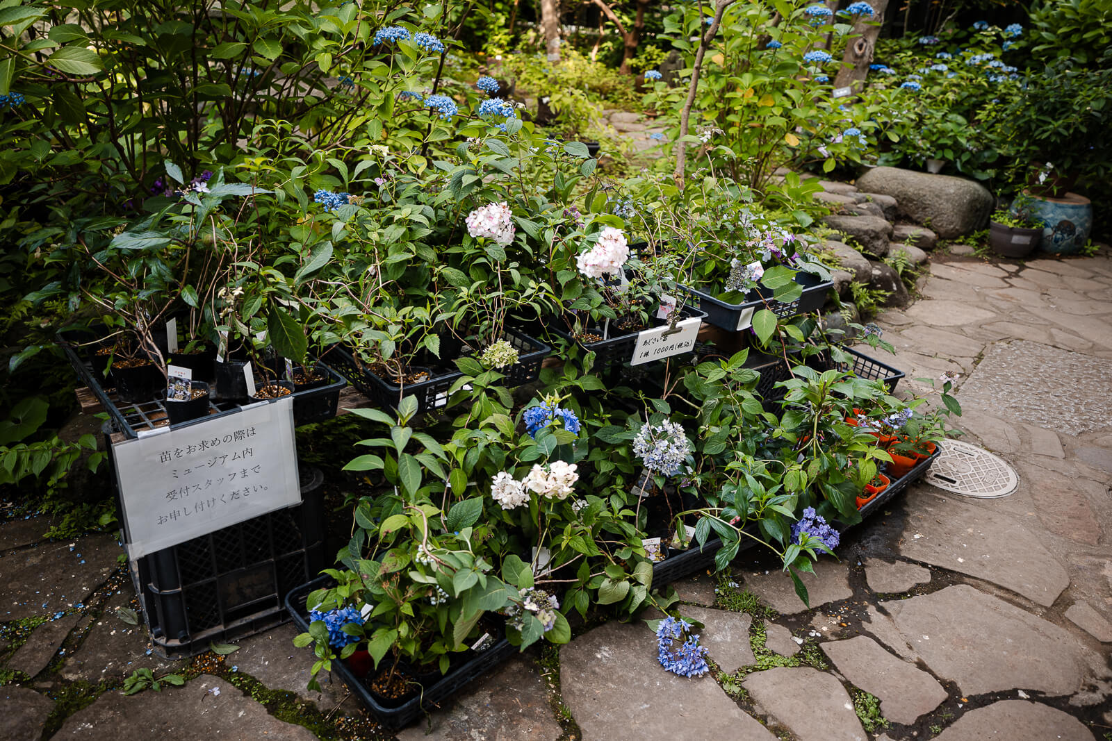 Named hydrangea cultivars growing in the gardens of the Kitakamakura Old Folk House Museum