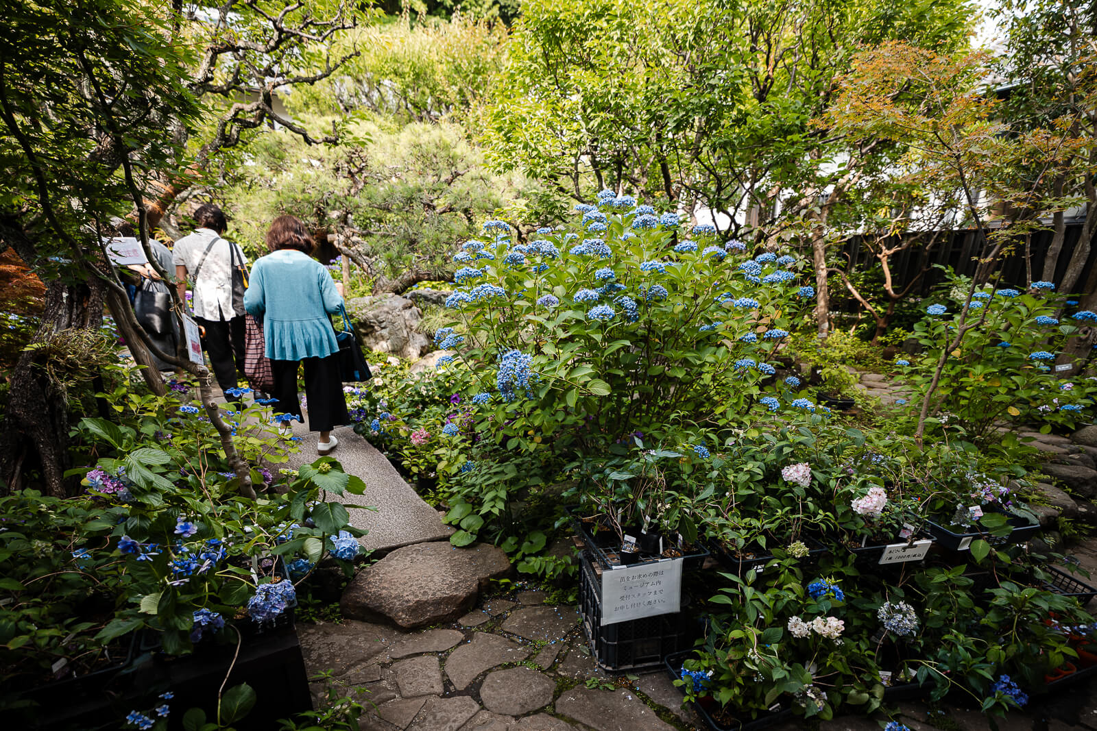 Visitors walking through the hydrangea gardens at the Kitakamakura Old Folk House Museum