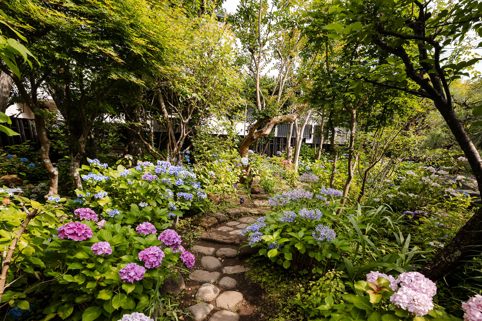 Traditional garden with hydrangeas at the Kitakamakura Old Folk House Museum in Kita-Kamakura