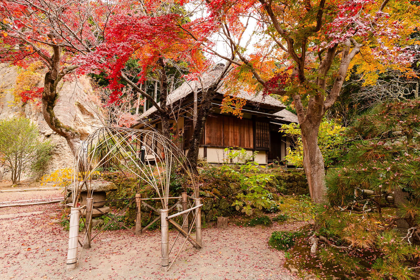 The Shoin and teahouse surrounded by colorful autumn maple trees at Jōchi-ji Temple in Kita-Kamakura.