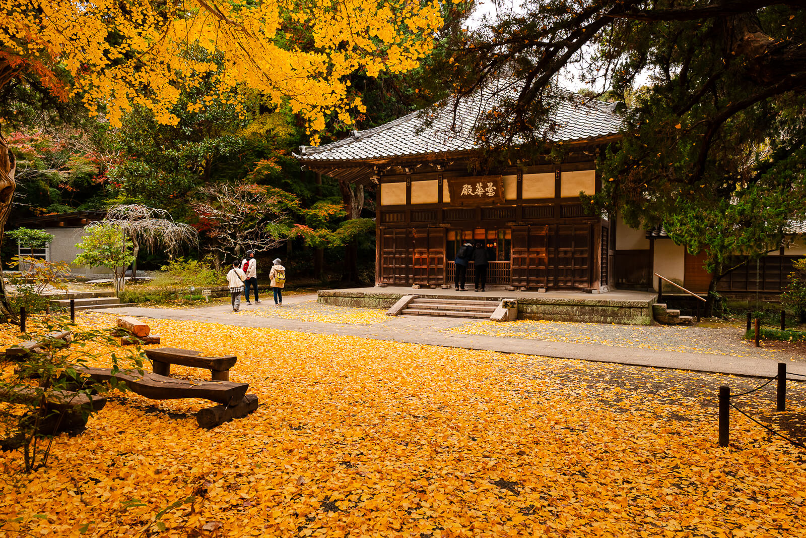 Wide view of the Hondō surrounded by golden ginkgo trees