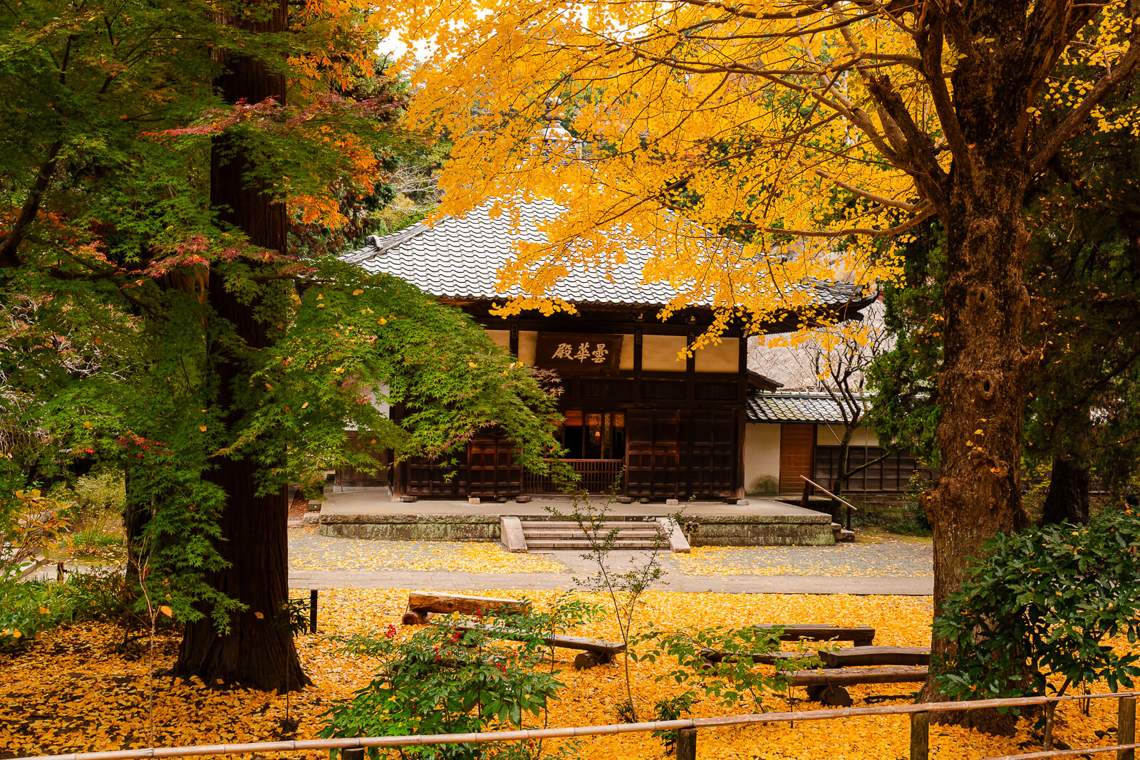 Hondō courtyard covered with fallen ginkgo leaves at Jōchi-ji Temple