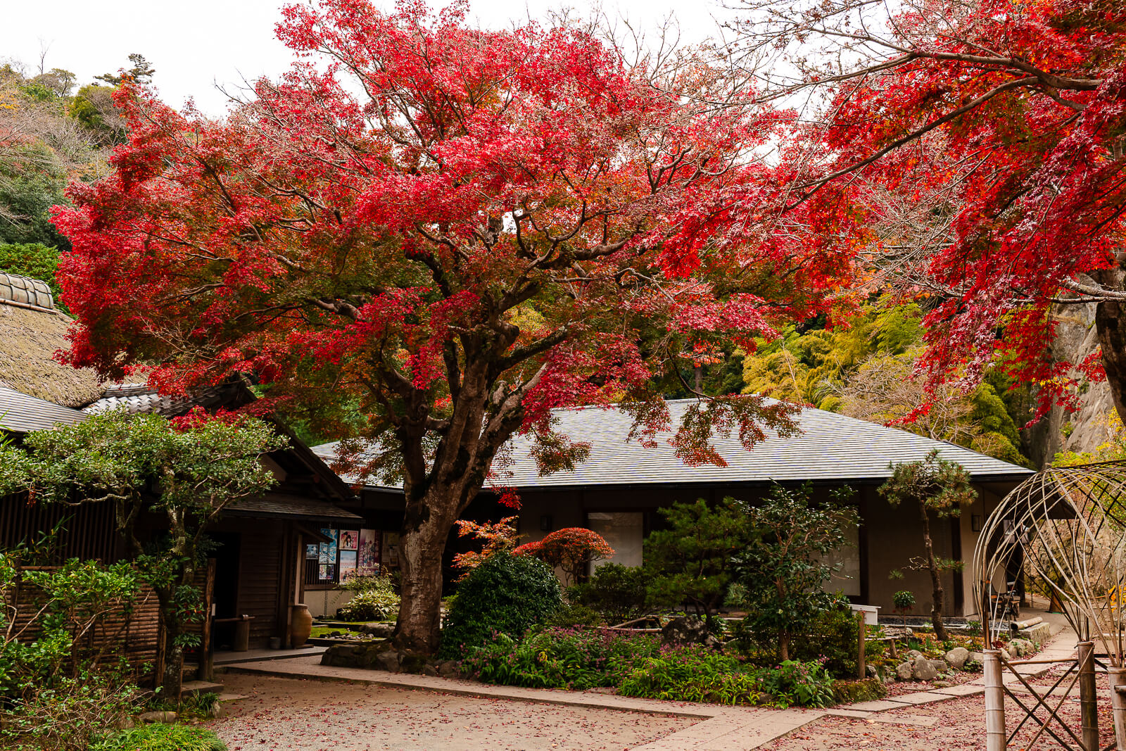 Shoin building and temple administration area surrounded by autumn foliage