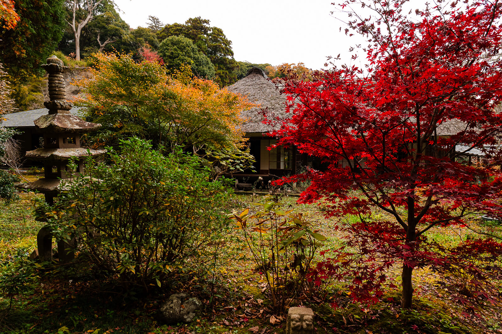 Rear garden with autumn maple trees behind the shoin at Jōchi-ji Temple