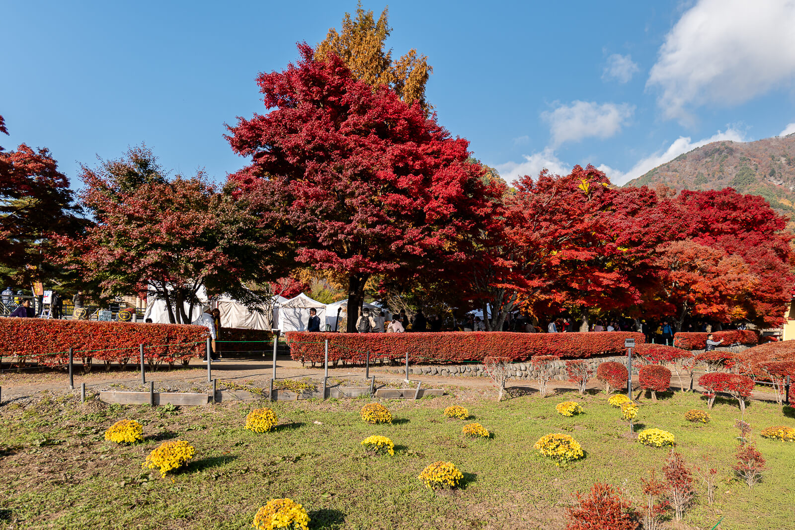 Broad red maple canopy beside the garden at Kawaguchiko Maple Corridor area