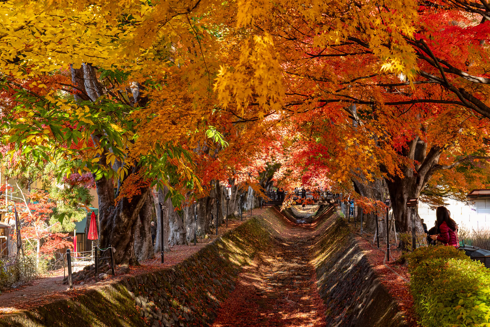 Maple canopy enclosing the corridor channel at Kawaguchiko Maple Corridor area