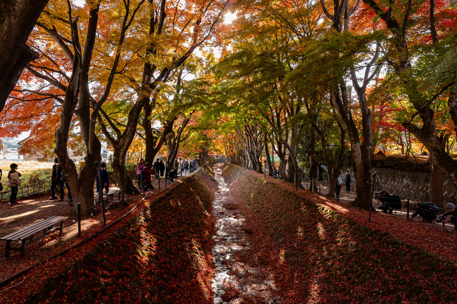 Stream beneath mixed green and orange foliage at Kawaguchiko Maple Corridor area