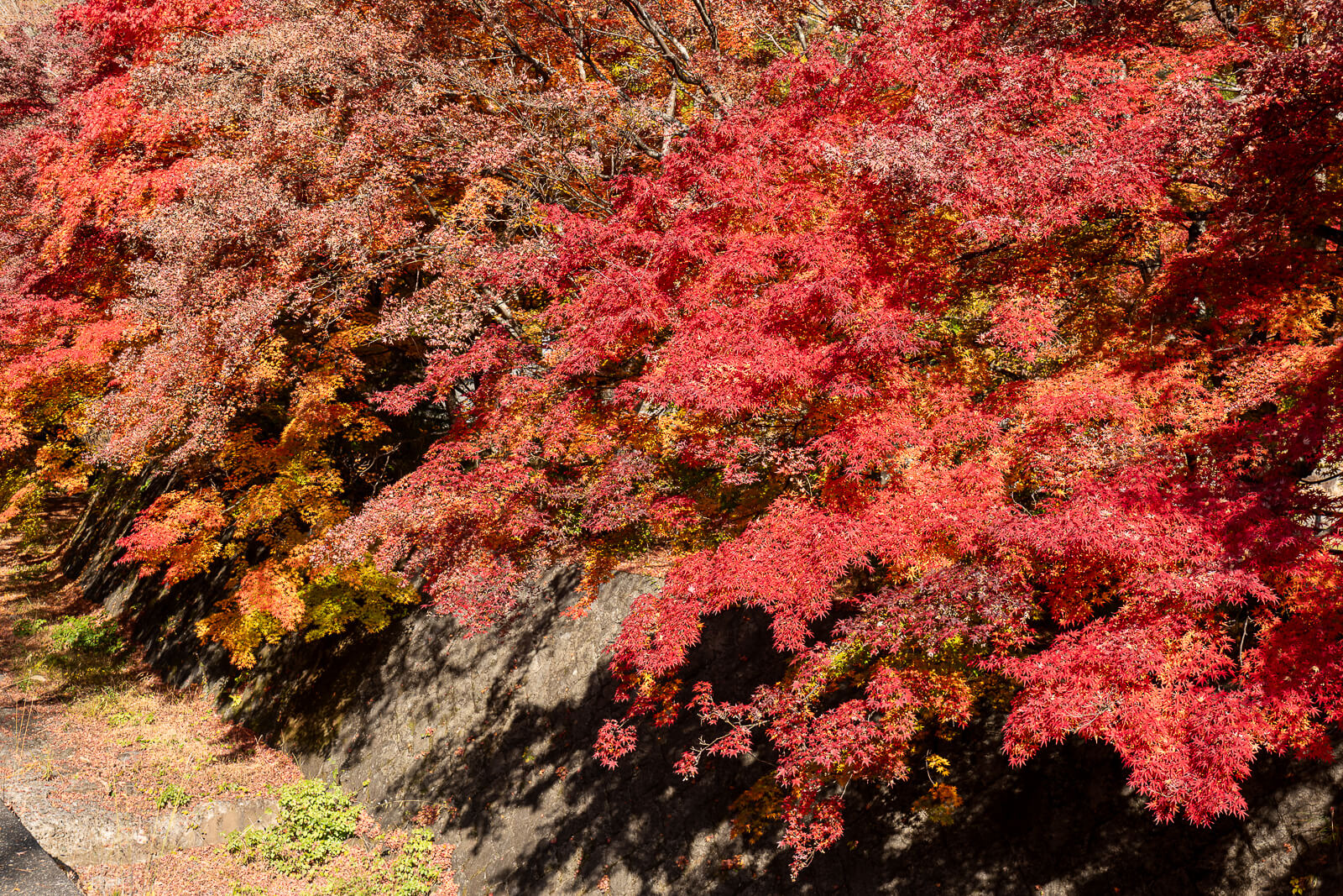 Red leaves over a stone retaining bank at Kawaguchiko Maple Corridor area