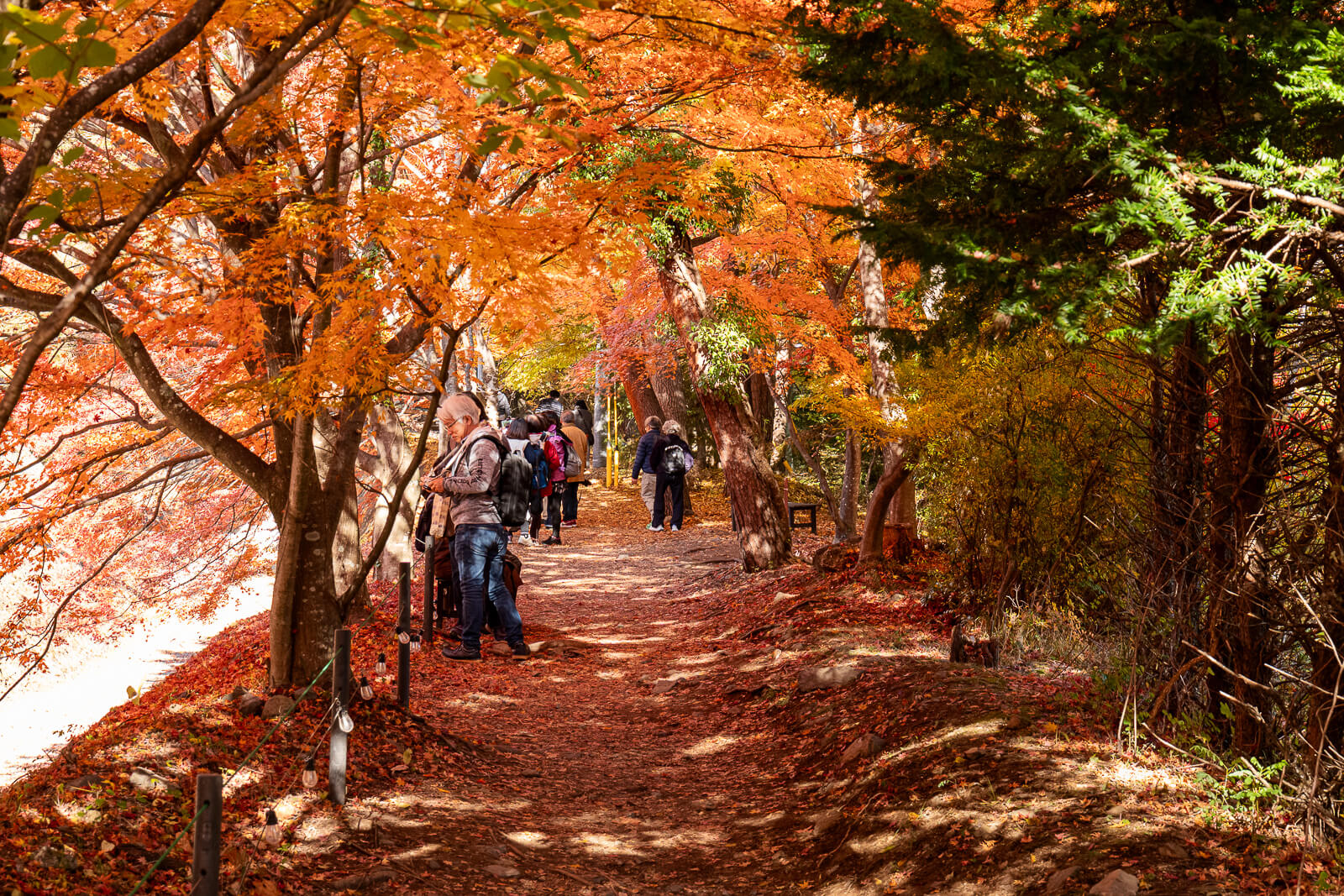 Visitors on the path beneath orange leaves at Kawaguchiko Maple Corridor area