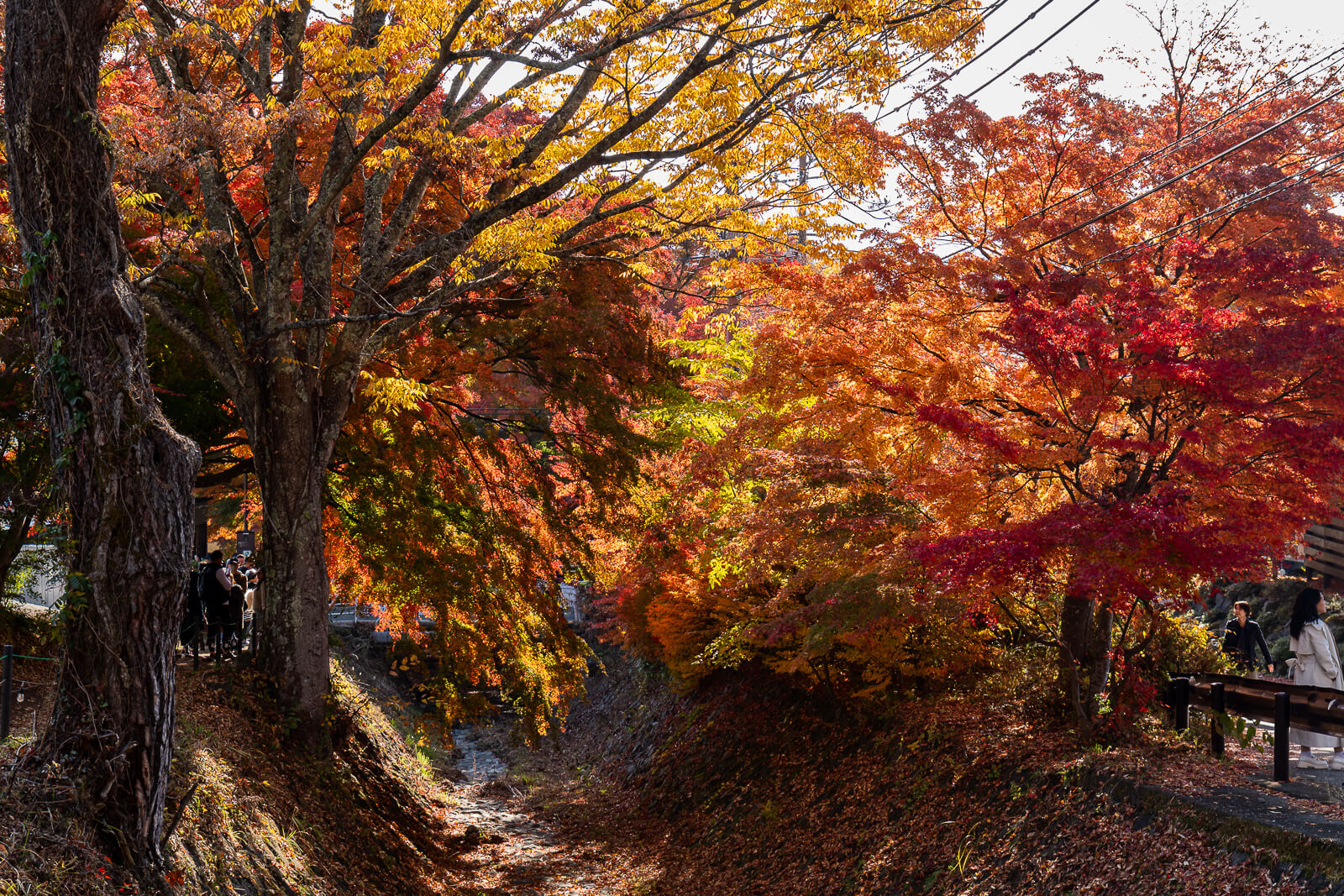 Channel and roadside trees from another angle at Kawaguchiko Maple Corridor area