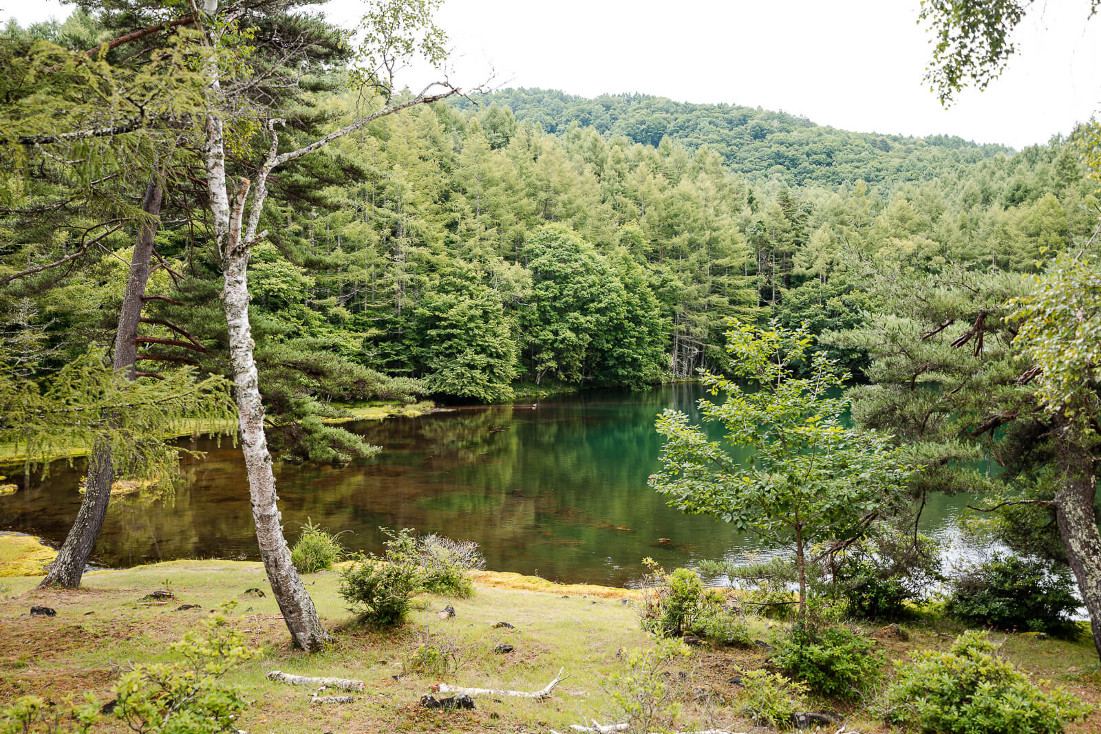 Forest shoreline view at Mishaka-ike Pond in Chino Nagano