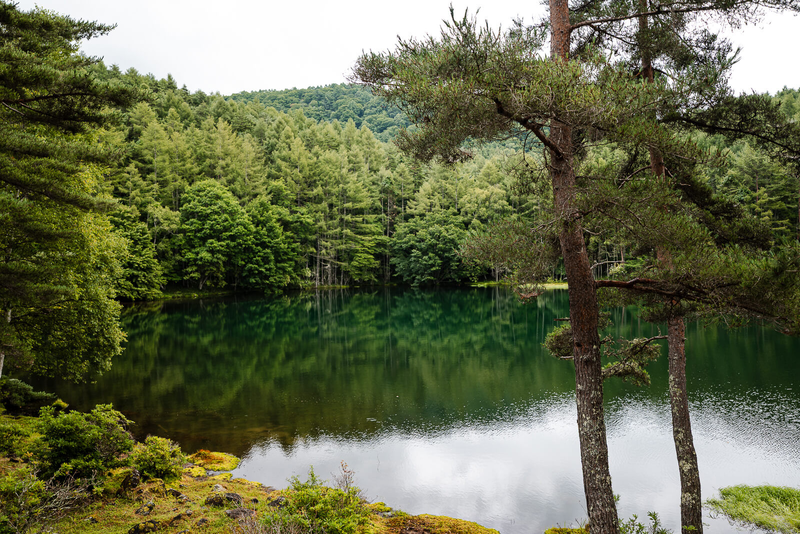 Forest reflections on the surface of Mishaka-ike Pond, Chino Nagano