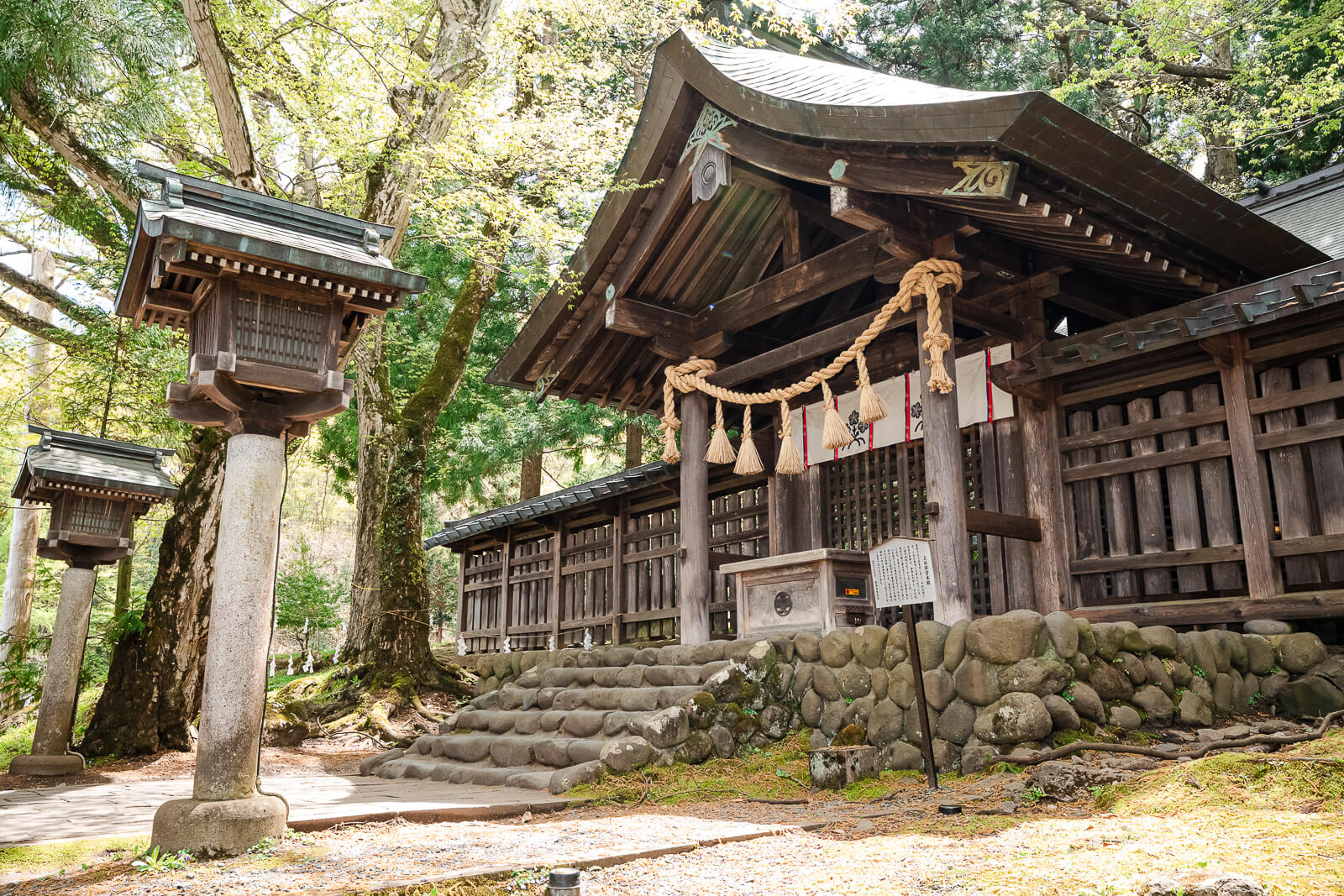 Side view of the wooden main hall at Suwa Taisha Kamisha Maemiya surrounded by cedar trees