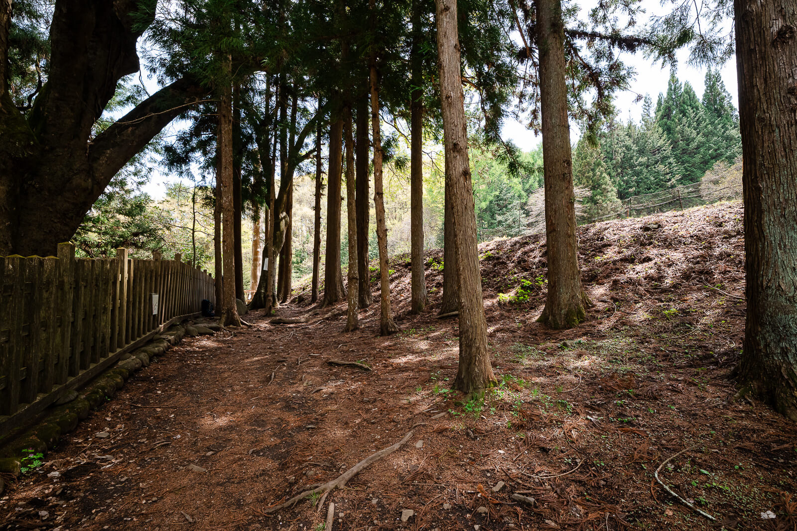 Rear forest area behind the main hall at Suwa Taisha Kamisha Maemiya in Nagano Prefecture